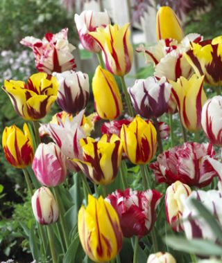 The Rembrandt Tulip Mixture