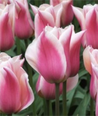 Tulip Sanne