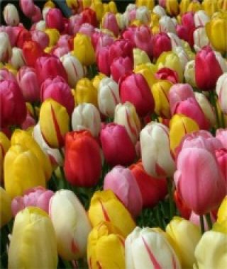 The Scheepers Hybrid Tulip Mixture