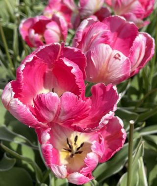 Parrot Tulip Silver Parrot