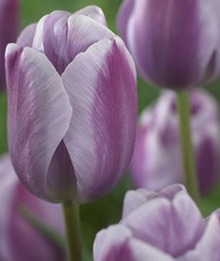 Tulip Silverstone