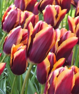 Tulip Slawa