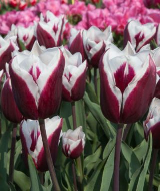 Tulip Spitsbergen