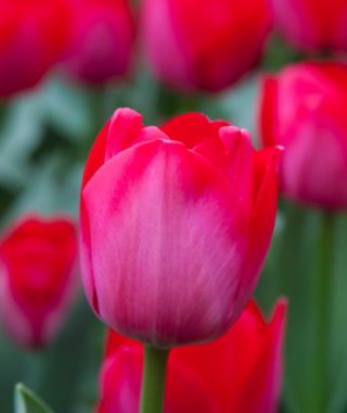 Triumph Tulip Spryng Tide