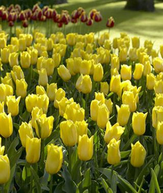 Tulip Strong Gold