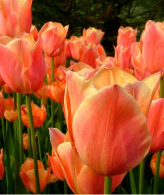 Tulip Stunning Apricot