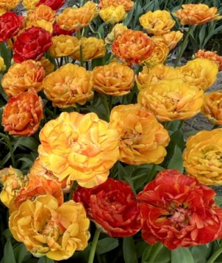 Peony Flowering Tulip Sunlover