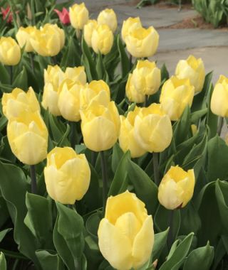 Tulip Sunny Prince