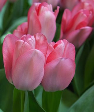 Tulip Sweet Sixteen