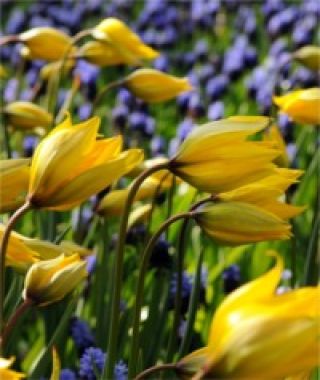 Tulipa sylvestris