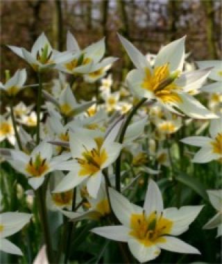 Tulipa turkestanica