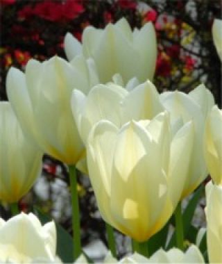 Tulip White Emperor