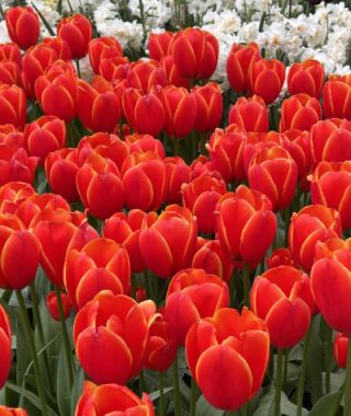 Giant Darwin Hybrid Tulip World's Favorite