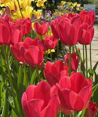 Tulip Yosemite