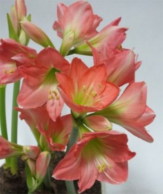 Amaryllis Belladonna