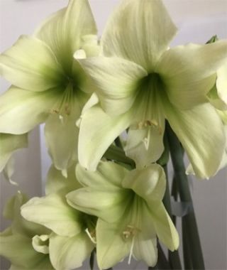 Amaryllis Lemon Sorbet