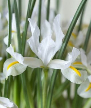 Iris reticulata White Caucasus