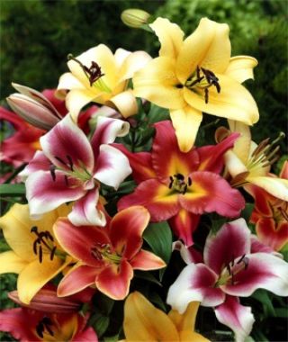 The Statuesque Orienpet Lily Mixture