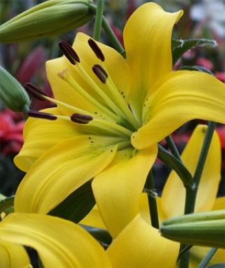 Asiatic Lily Pearl Melanie