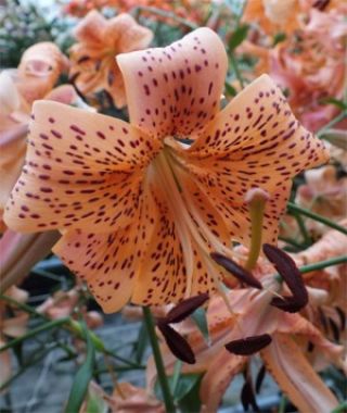 Asiatic Lily Tiger Babies