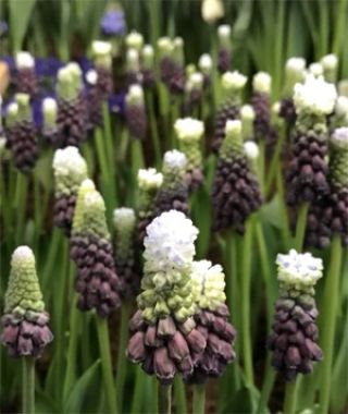 Muscari latifolium Grape Ice