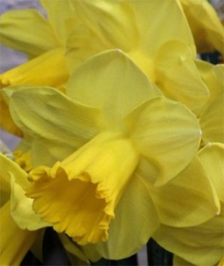 Large Cupped Narcissus Archetype