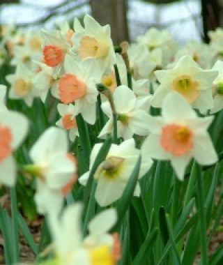 The Ravishing All-Pink Narcissus Mixture