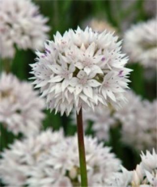 Allium amplectens Graceful Beauty