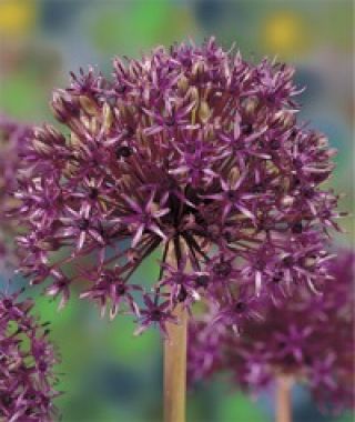 Allium Firmament