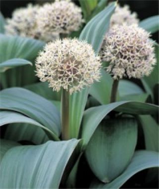 Allium karataviense