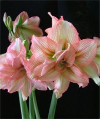 Amaryllis Zombie