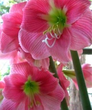 Amaryllis Amalfi