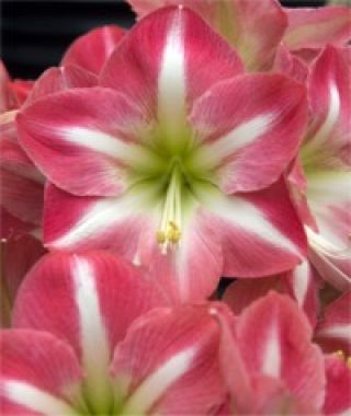 Gigantic Pink Amaryllis 38 cm