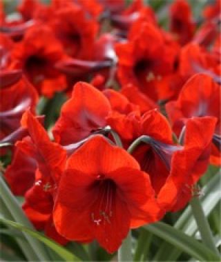 Gigantic Red Amaryllis 40 cm+