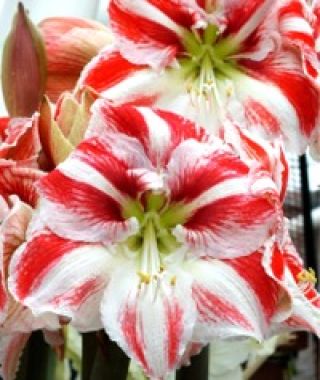 Gigantic Striped Amaryllis 40 cm+