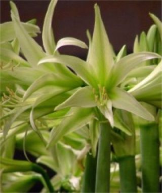 Cybister Amaryllis Evergreen