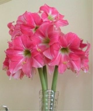 Miniature Amaryllis Neon