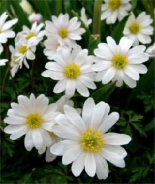 Anemone blanda White Splendour