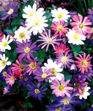 The Anemone blanda Windflower Mixture