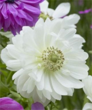 Anemone Giant Mount Everest (Double)