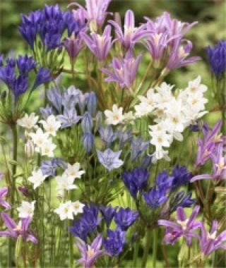 The Celestial Brodiaea Mixture