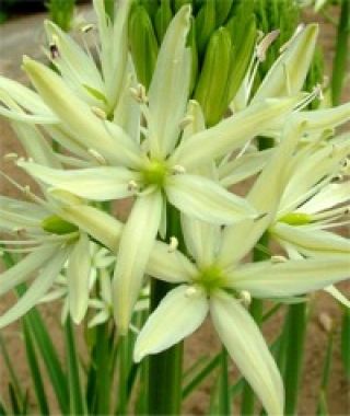 Camassia leichtlinii Caerulea Sacajawea