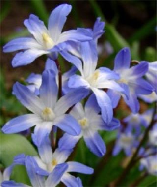 Chionodoxa forbesii Blue Giant