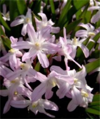 Chionodoxa forbesii Pink Giant