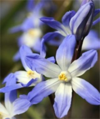 Chionodoxa luciliae