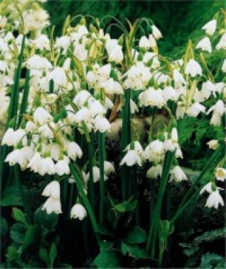 Leucojum aestivum