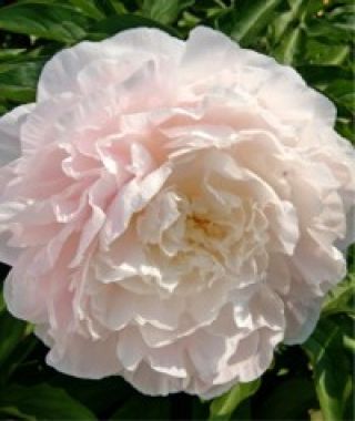 Peony Moonstone