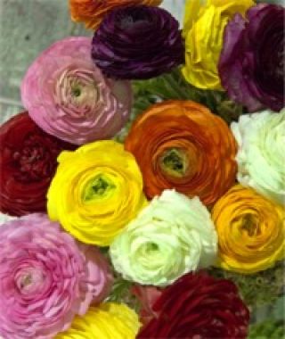 The Ranunculus Giant Mixture