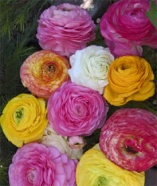 Ranunculus Pastel Mixture