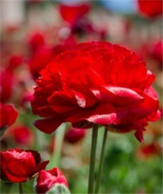 Ranunculus Red Shades